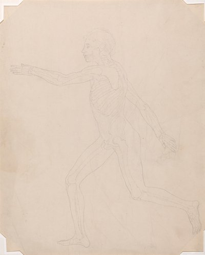 Menselijke figuur, zijaanzicht door George Stubbs
