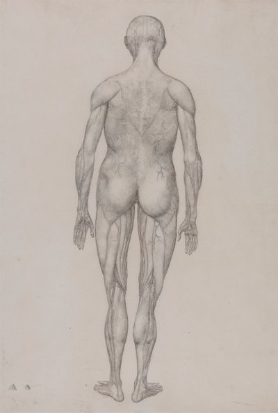 Menselijke figuur, achteraanzicht door George Stubbs