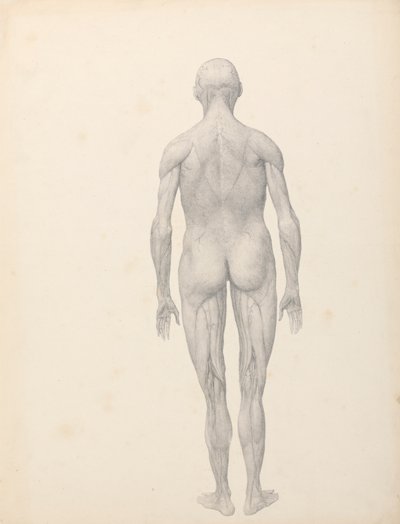 Menselijke figuur, achteraanzicht, gedeeltelijk ontleed (afgewerkte studie voor Tafel XII) door George Stubbs