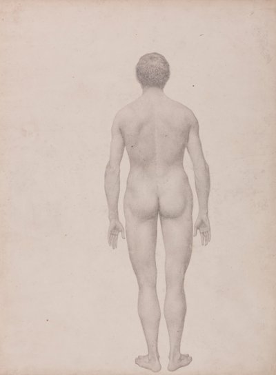 Menselijke figuur, achteraanzicht, ongedissecteerd (afgewerkte studie voor Tabel VII) door George Stubbs