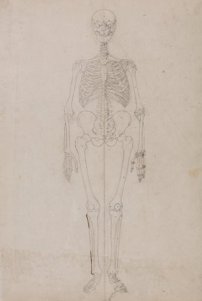 Menselijk Skelet, Vooraanzicht (Laatste Studie) door George Stubbs
