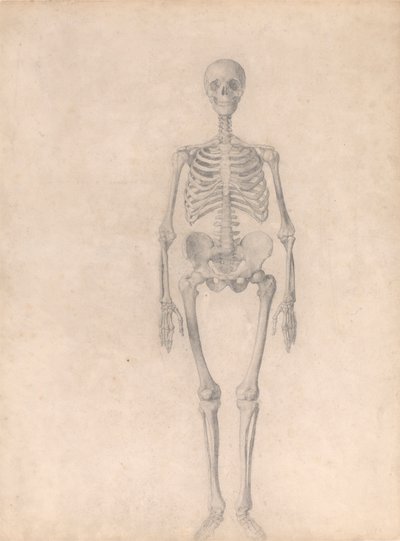 Menselijk Skelet, Vooraanzicht (Afgewerkte Studie voor Tafel I) door George Stubbs