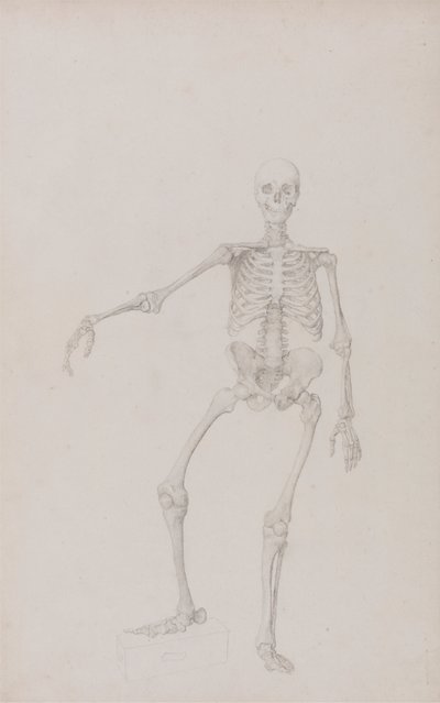 Menselijk Skelet, Voorzijde (Rechterarm Uitgestrekt; afgewerkte studie voor onuitgegeven tabel) door George Stubbs