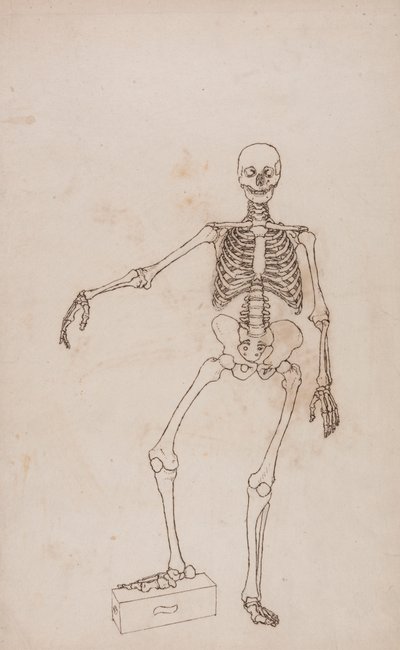 Menselijk skelet, vooraanzicht door George Stubbs