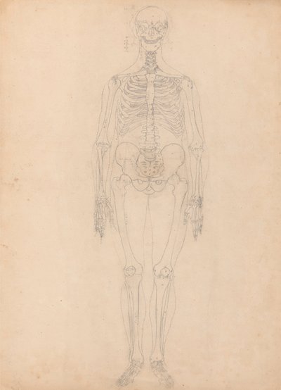 Menselijk Skelet, Vooraanzicht door George Stubbs