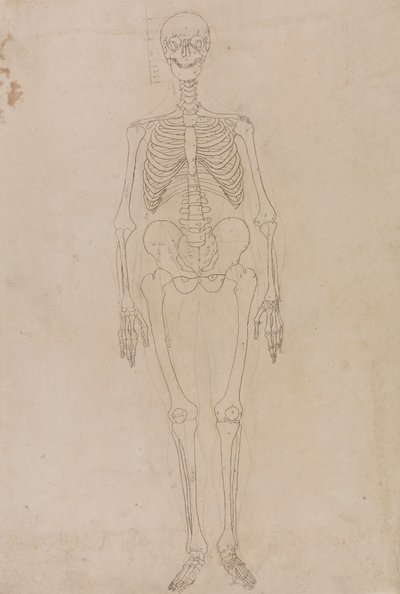 Menselijk skelet, vooraanzicht door George Stubbs
