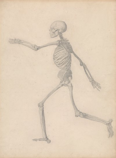 Menselijk Skelet, Zijaanzicht (Dicht bij de Definitieve Studie voor Tabel III Maar Verschilt in Detail) door George Stubbs