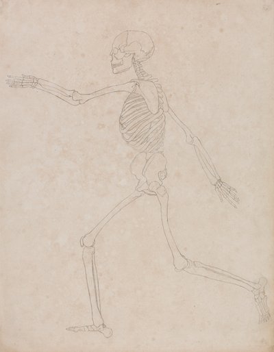 Menselijk skelet, zijaanzicht (mogelijk oorspronkelijk voorbereid voor gebruik als sleutel figuur voor Tabel III maar later verlaten) door George Stubbs