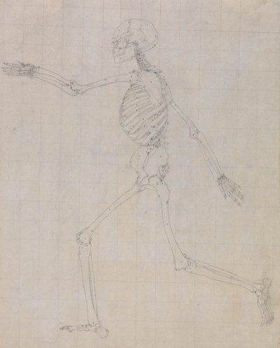 Menselijk skelet, lateraal aanzicht (Omtrek van het skelet voor de sleutel figuur naar Tafel III) door George Stubbs