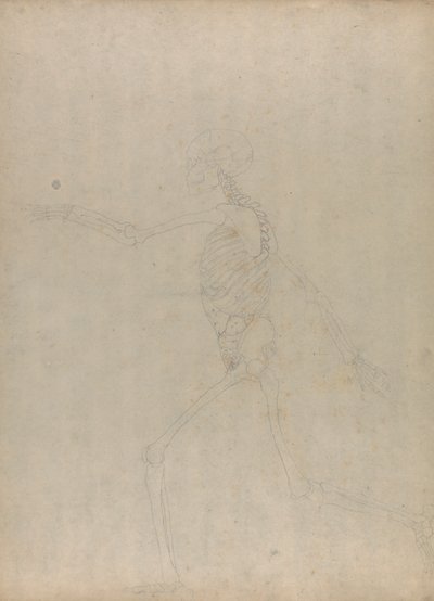 Menselijk skelet, lateraal aanzicht (Studie voor een sleutel figuur naar een onuitgegeven tabel die de buikorganen toont) door George Stubbs