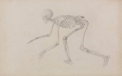 Menselijk skelet, zijaanzicht (in kruipende houding; afgewerkte studie voor een onuitgegeven tabel) door George Stubbs