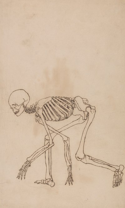 Menselijk Skelet, Zijaanzicht door George Stubbs