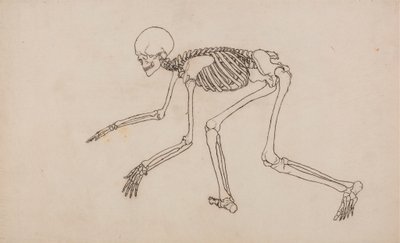 Menselijk skelet, zijaanzicht door George Stubbs