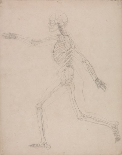 Menselijk Skelet, Zijaanzicht door George Stubbs