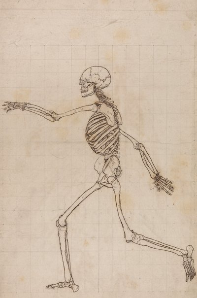 Menselijk skelet, lateraal zicht door George Stubbs