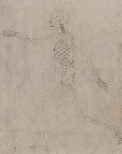 Menselijk skelet, lateraal aanzicht door George Stubbs