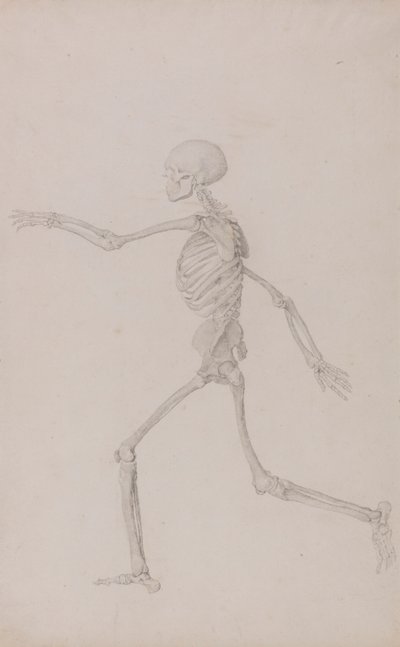 Menselijk skelet, zijaanzicht gezien van links, rennend door George Stubbs