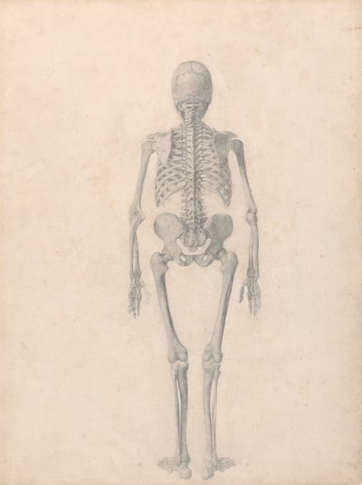 Menselijk skelet, achteraanzicht (afgewerkte studie voor Tafel II) door George Stubbs