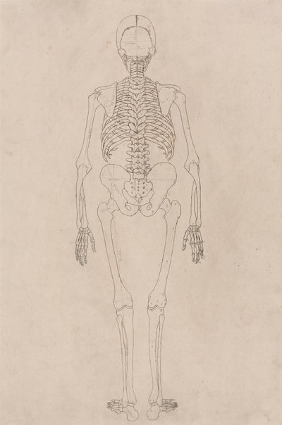 Menselijk Skelet, Achteraanzicht (Betreft Tabel II) door George Stubbs