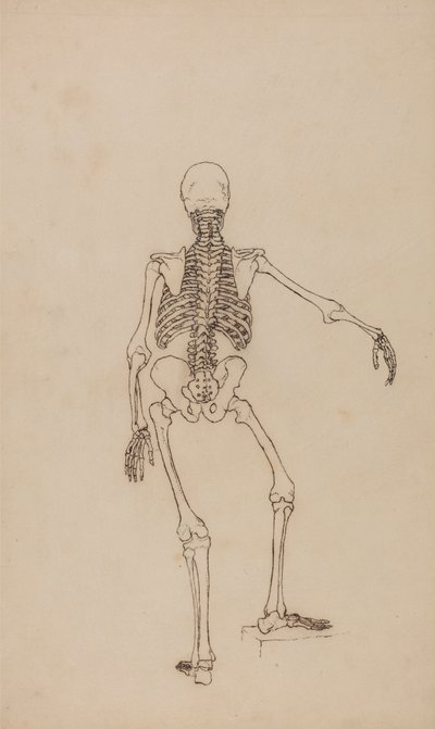 Menselijk skelet, achteraanzicht door George Stubbs
