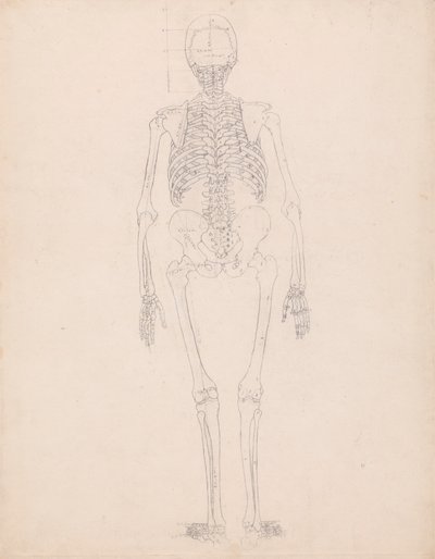 Menselijk skelet, achteraanzicht door George Stubbs