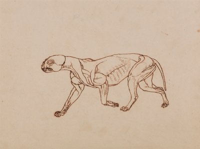 Luipaardlichaam, zijaanzicht door George Stubbs