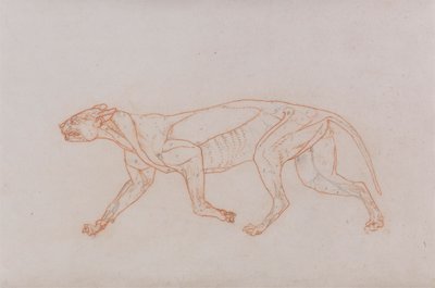 Luipaardlichaam, zijaanzicht door George Stubbs
