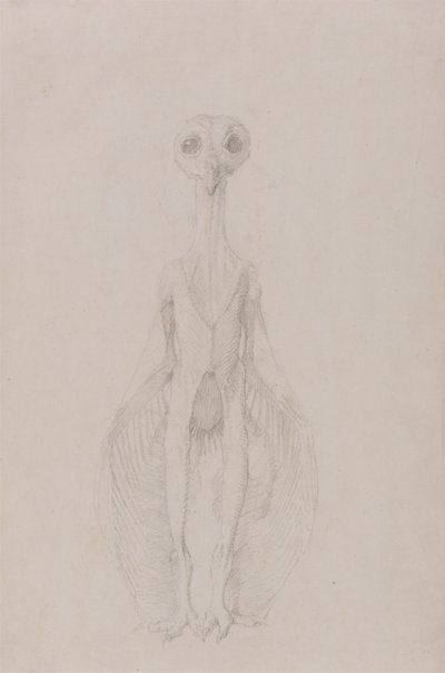 Uil staand, vooraanzicht door George Stubbs