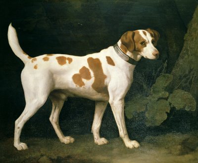 Portret van een hond van William Pitt door George Stubbs