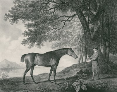 Sharke, gegraveerd door George Townley Stubbs (1756-1815) pub. 1794 (ets) door George Stubbs
