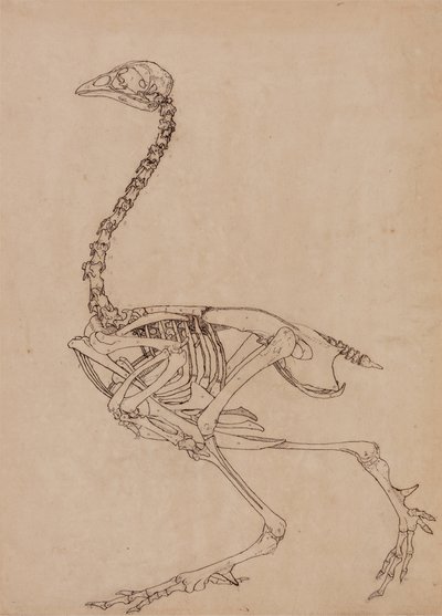 Studie van een vogel, lateraal aanzicht, uit Een vergelijkende anatomische expositie van de structuur van het menselijk lichaam met die van een tijger en een gewone vogel, 1795-1806 door George Stubbs