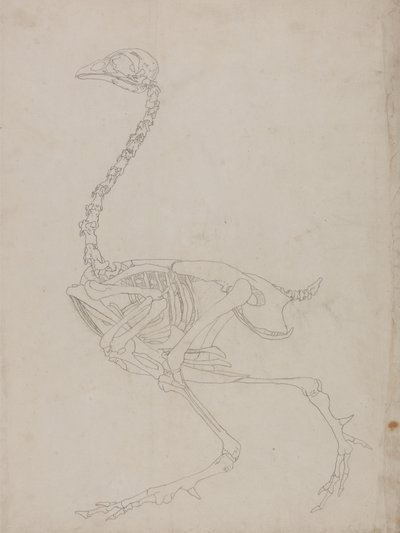 Studie van een vogel, lateraal aanzicht, uit Een vergelijkende anatomische expositie van de structuur van het menselijk lichaam met die van een tijger en een gewone vogel, 1795-1806 door George Stubbs