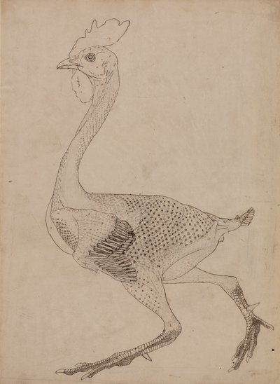 Studie van een vogel, lateraal aanzicht, uit Een vergelijkende anatomische expositie van de structuur van het menselijk lichaam met die van een tijger en een gewone vogel, 1795-1806 door George Stubbs