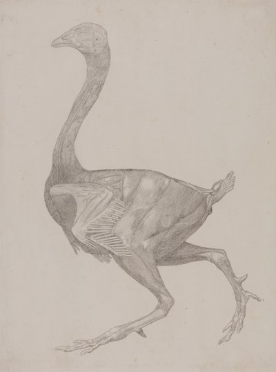Studie van een Kip, Lateraal Aanzicht, uit Een Vergelijkende Anatomische Expositie van de Structuur van het Menselijk Lichaam met die van een Tijger en een Gewone Kip, 1795-1806 door George Stubbs