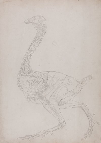 Studie van een Kip, Lateraal Aanzicht, uit Een Vergelijkende Anatomische Expositie van de Structuur van het Menselijk Lichaam met die van een Tijger en een Gewone Kip, 1795-1806 door George Stubbs