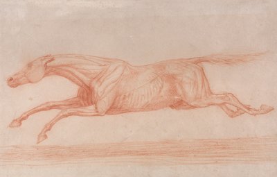 Studie van een renpaard in actie: galopperend naar links, een semi-anatomische studie, met huid weggeschraapt om de werking van spieren te tonen door George Stubbs