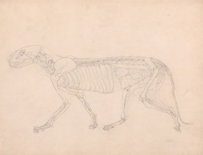 Studie van een Tijger, Laterale Weergave, Abdominale Viscera Blootgelegd, uit Een Vergelijkende Anatomische Expositie van de Structuur van het Menselijk Lichaam met die van een Tijger en een Gewone Vogel, c.1795-1806 door George Stubbs