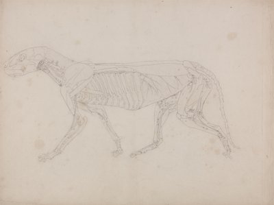 Studie van een Tijger, Laterale Weergave, uit Een Vergelijkende Anatomische Expositie van de Structuur van het Menselijk Lichaam met die van een Tijger en een Gewone Vogel, c.1795-1806 door George Stubbs