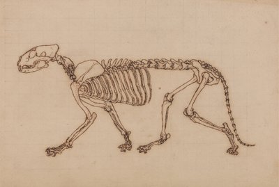 Studie van een Tijger, Laterale Weergave, uit Een Vergelijkende Anatomische Expositie van de Structuur van het Menselijk Lichaam met die van een Tijger en een Gewone Vogel, 1795-1806 door George Stubbs