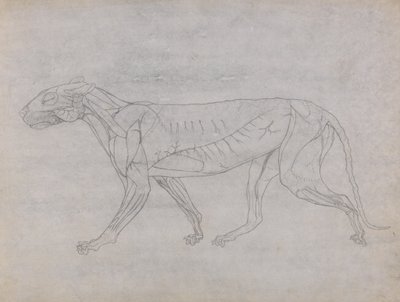 Studie van een Tijger, Laterale Weergave, uit Een Vergelijkende Anatomische Expositie van de Structuur van het Menselijk Lichaam met die van een Tijger en een Gewone Vogel, 1795-1806 door George Stubbs