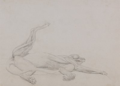 Studie van een tijger, liggend, ventraal aanzicht, uit Een vergelijkende anatomische expositie van de structuur van het menselijk lichaam met die van een tijger en een gewone vogel, 1795-1806 door George Stubbs