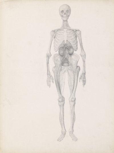 Studie van het menselijk figuur, vooraanzicht, laatste fase van dissectie, uit 
