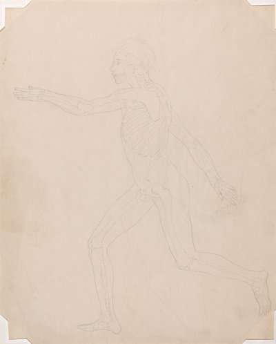 Studie van het Menselijk Lichaam, Laterale Weergave, uit Een Vergelijkende Anatomische Expositie van de Structuur van het Menselijk Lichaam met die van een Tijger en een Gewone Vogel, c.1795-1806 door George Stubbs