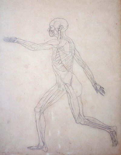 Studie van het menselijk lichaam, zijaanzicht, uit Een Vergelijkende Anatomische Expositie van de Structuur van het Menselijk Lichaam met die van een Tijger en een Gewone Vogel, c.1795-1806 door George Stubbs