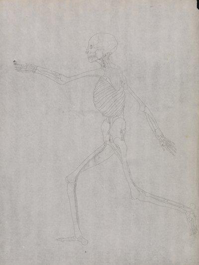 Studie van het Menselijk Lichaam, Laterale Weergave, uit Een Vergelijkende Anatomische Expositie van de Structuur van het Menselijk Lichaam met die van een Tijger en een Gewone Vogel, 1795-1806 door George Stubbs