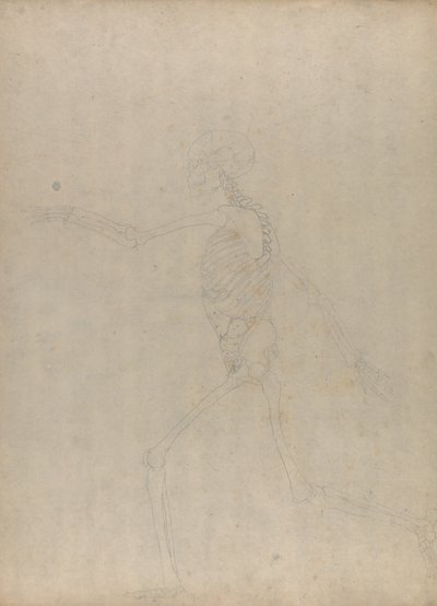Studie van het Menselijk Lichaam, Laterale Weergave, uit Een Vergelijkende Anatomische Expositie van de Structuur van het Menselijk Lichaam met die van een Tijger en een Gewone Vogel, 1795-1806 door George Stubbs