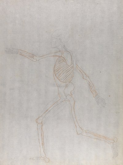 Studie van het Menselijk Lichaam, Laterale Weergave, uit Een Vergelijkende Anatomische Expositie van de Structuur van het Menselijk Lichaam met die van een Tijger en een Gewone Vogel, 1795-1806 door George Stubbs