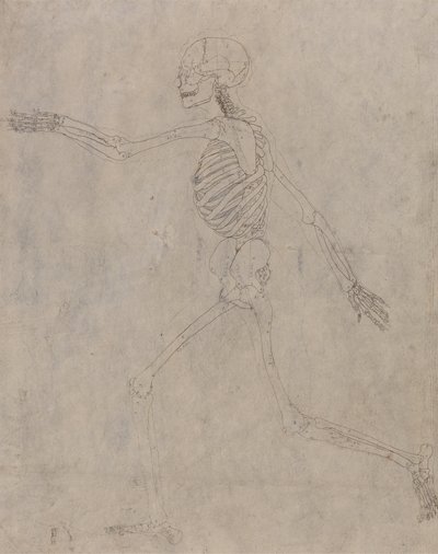 Studie van het Menselijk Lichaam, Laterale Weergave, uit Een Vergelijkende Anatomische Expositie van de Structuur van het Menselijk Lichaam met die van een Tijger en een Gewone Vogel, 1795-1806 door George Stubbs
