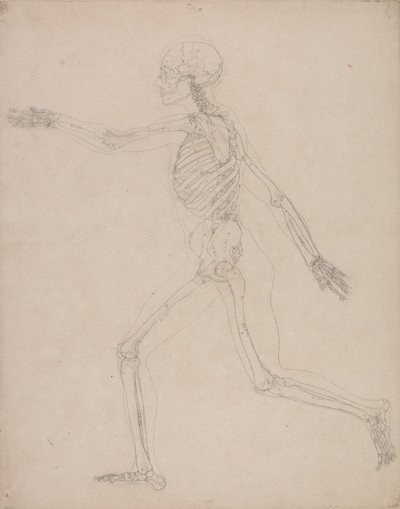 Studie van het Menselijk Lichaam, Laterale Weergave, uit Een Vergelijkende Anatomische Expositie van de Structuur van het Menselijk Lichaam met die van een Tijger en een Gewone Vogel, 1795-1806 door George Stubbs