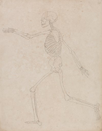 Studie van het Menselijk Lichaam, Laterale Weergave, uit Een Vergelijkende Anatomische Expositie van de Structuur van het Menselijk Lichaam met die van een Tijger en een Gewone Vogel, 1795-1806 door George Stubbs